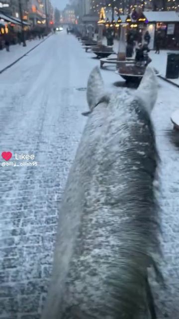 -//Зима с лошадьми прекрасна!