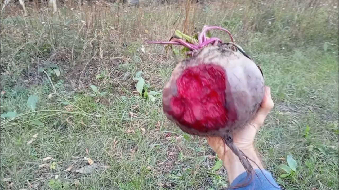 ОГРОМНАЯ СВЁКЛА / БАРАНЫ И КОЗЫ 🐏🐐 ЕДЯТ СВЁКЛУ