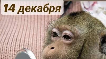 Мышка спряталась, а Петруха 🐓😁😁😁выручил и ДАЛ ДПЛ УШЁЛ 😉.