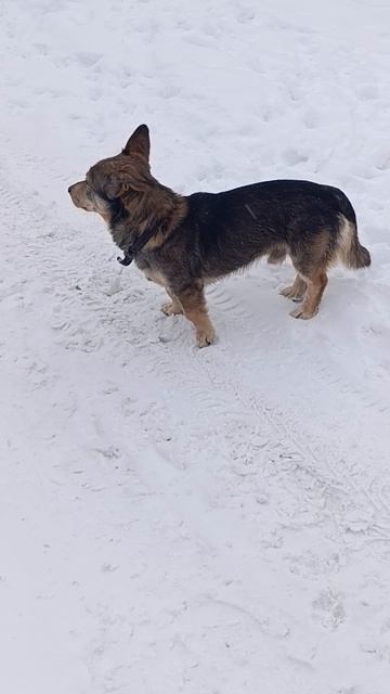 медведь испугался. 14.12.25