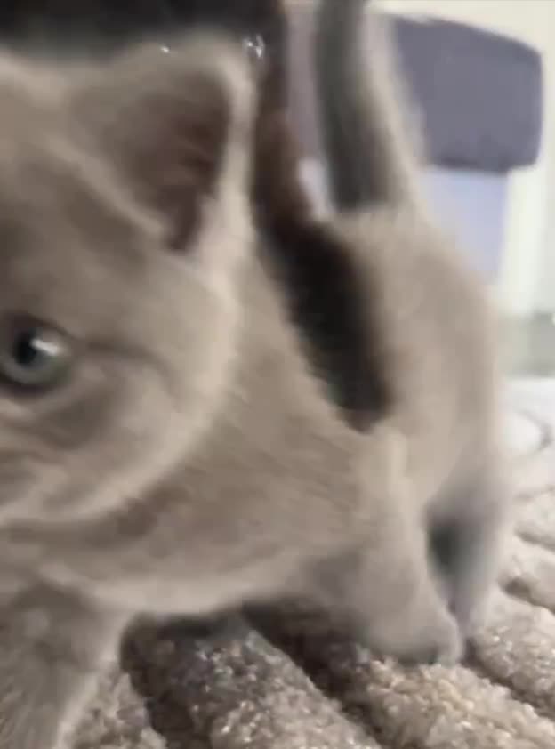 #приколище #кот #catrelax #веселье2025 #вируснаяволна #catmom #petstagram #глупыеприкалы