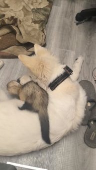 Триса и Сайка