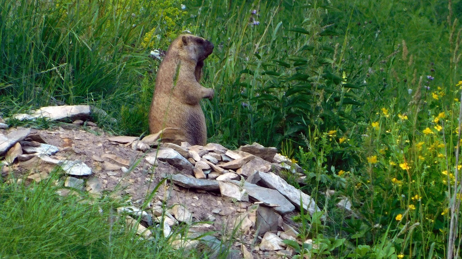 23.06.03 Пихтовый гребень