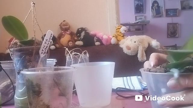 Пересадка орхидейных деток.