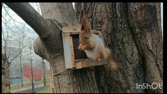 Ничоси сколько орехов 😀🤗