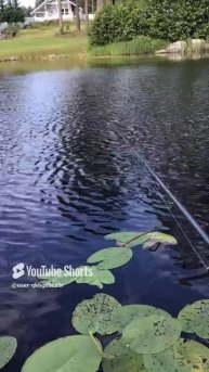 Ленобласть. Хвойное. 22.07.2024. Часть 100. Утята_ Не клюет_ А теперь клюет- лови рыбку для нас