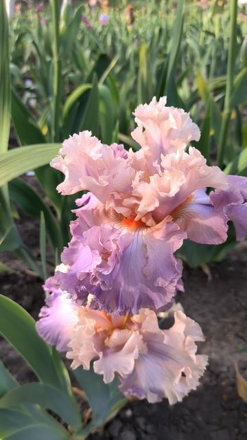 ТРЁХГЛАВНЫЙ ДРАКОН (О.Рябых, 2021).mp4