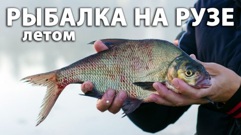Рыбалка на Рузе летом. Ловля леща, подлещика и густеры на фидер.