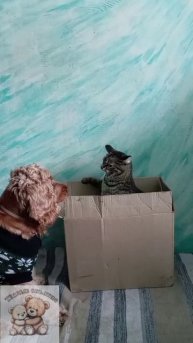 Мохнатый сюрприз🐶🐱🧶
#вязание #рукоделие #юмор #животные #собака #кошка #смех #сюрприз #домашнийл