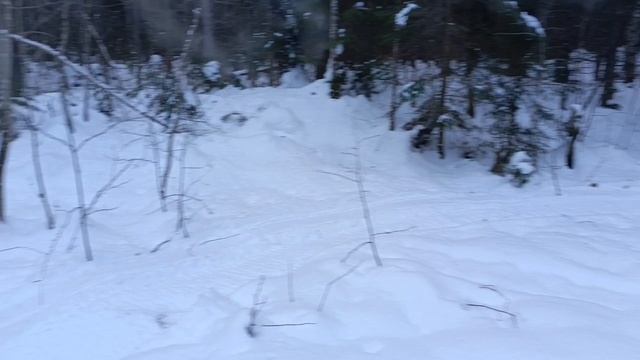 Дичи нет,капканы сниму с этого путика.