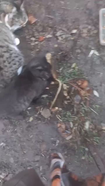 Пытаемся пристроить котенка, девочку, месяцев 4-5. Появилась в месте кормления бездомышей. Животных