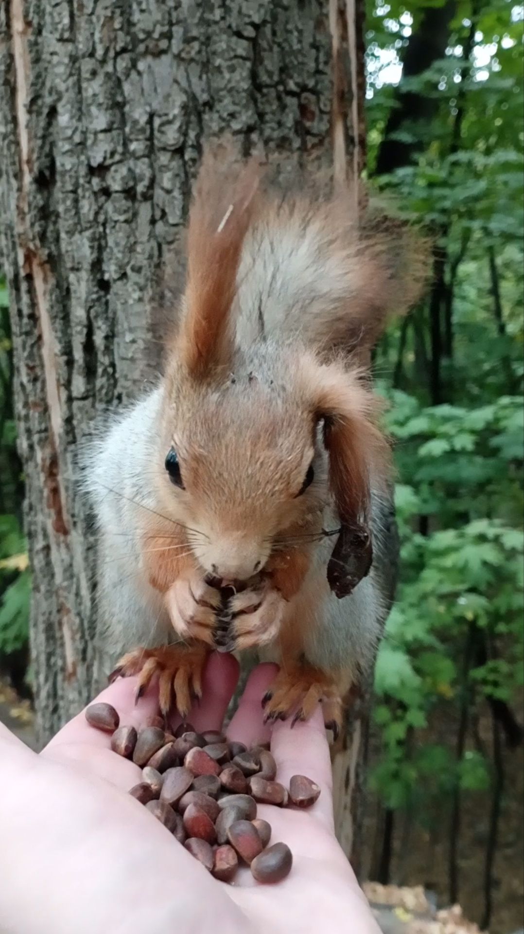 Толстая и слизень на ухе. Октябрь 2023