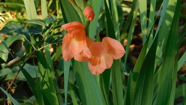 ВИДЕО ПВН ББ (914)