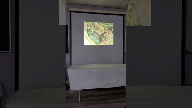 Семинар в г.Горячий Ключ-1 ступень,декабрь2025 (часть 6)