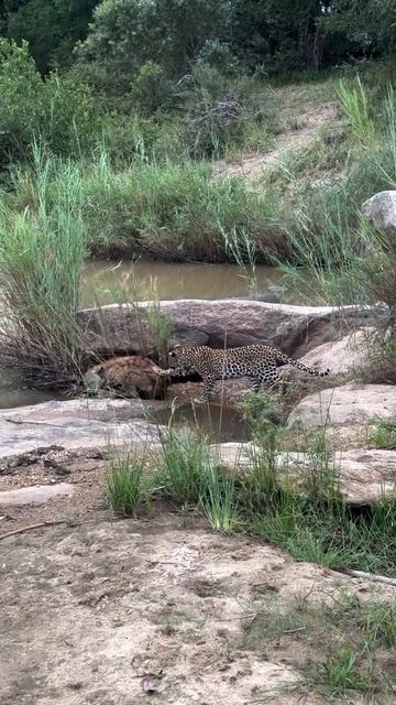 Леопарды по натуре одиночки и осторожны — они избегают ненужных конфликтов