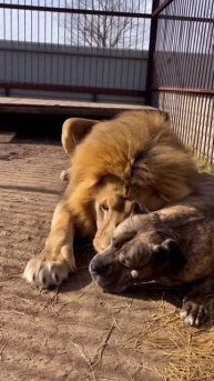 Дружба 🦁🐕