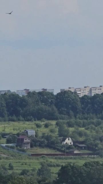 Сокол #сокол #птицы #животные #природа