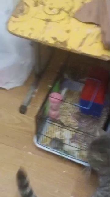 Зефирка и мыши