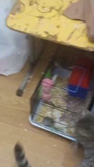 Зефирка и мыши