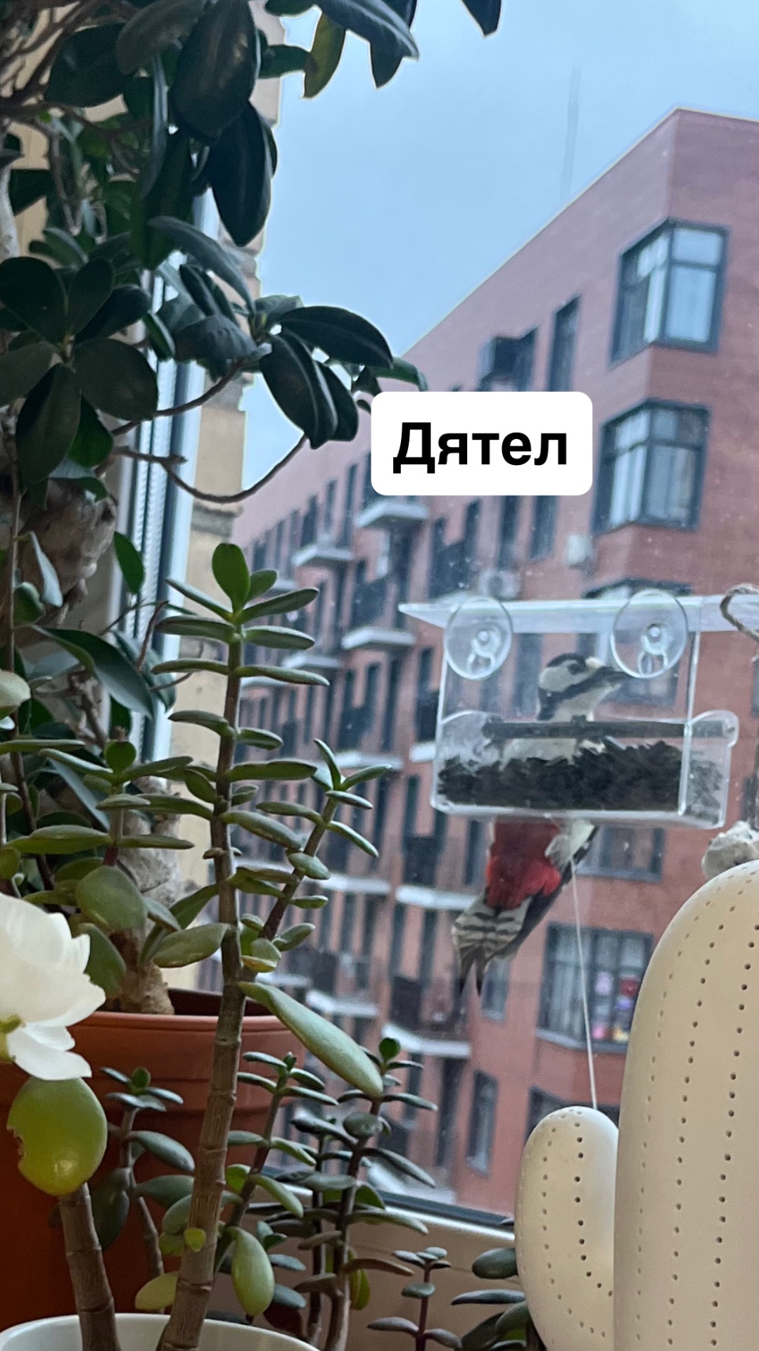 Разбираемся в дятлах по-французски