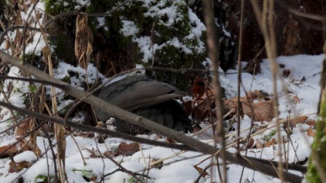 Желна(Черный дятел), Москва, Измайловский парк. 14.12.2025г