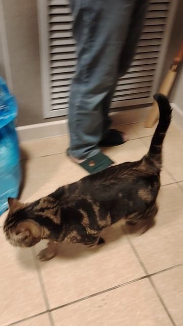 Birthday Cat ©20251213