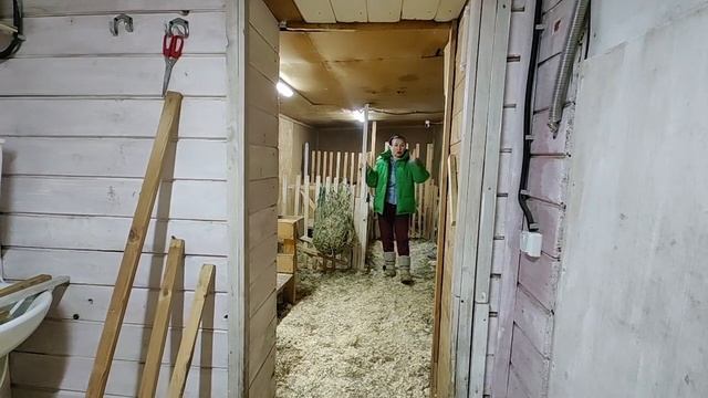 Маленький козлик застрял и замерзает на морозе. ЧП.