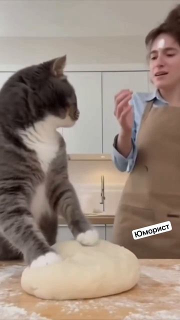 Когда коты встречают тесто: Секреты кулинарного кражи!