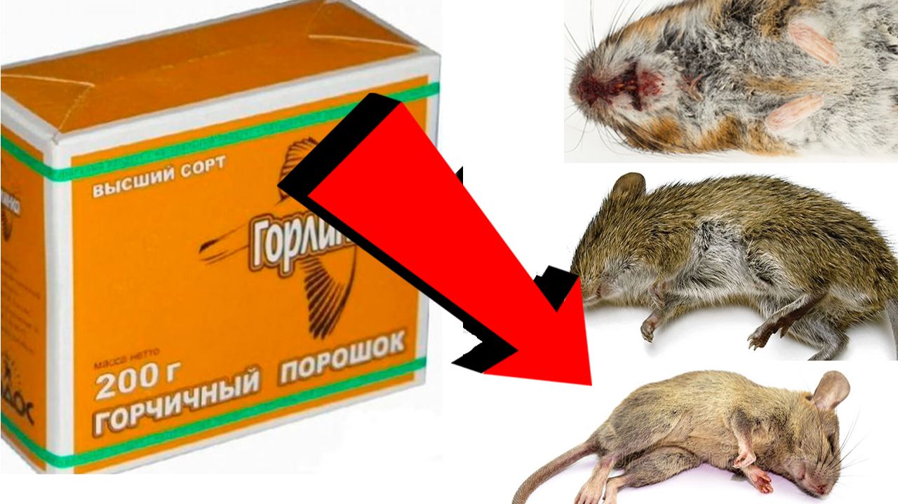 Как избавиться от мышей и крыс навсегда За 1 минуту!!.