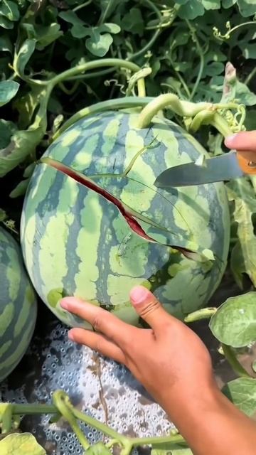 Сюрприз внутри 😂