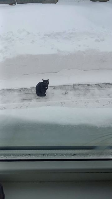 Говорящий кот!