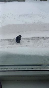 Говорящий кот!