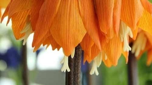 13 Помещения и оборудование для оказания услуг ранней помощи