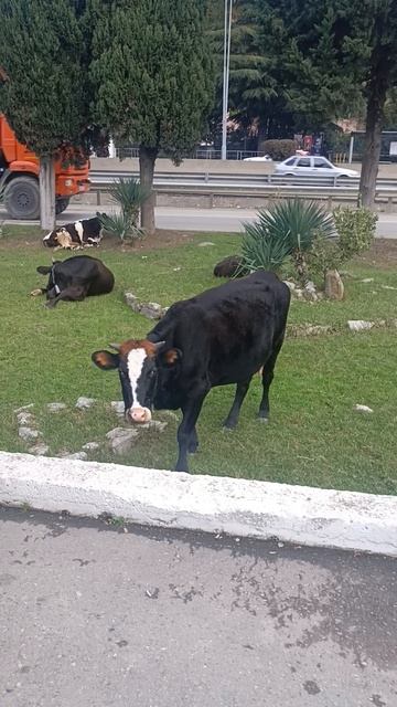 Смотреть видео онлайн