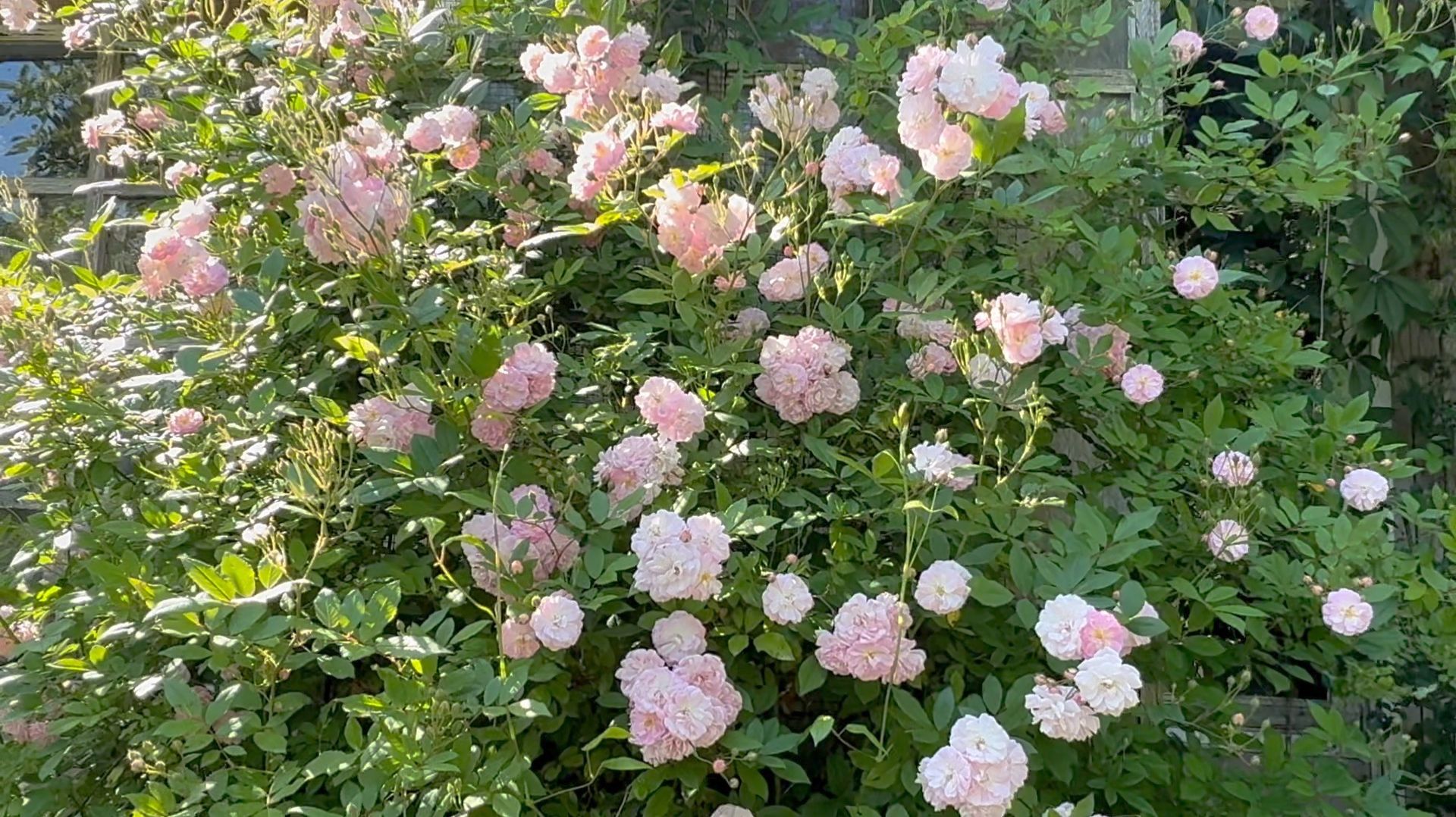 Июль в Саду 16 июля 2025 часть 4