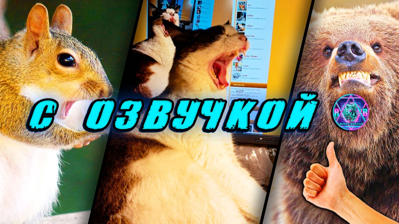 🔥 Приколы с котами! - С ОЗВУЧКОЙ! СМЕШНЫЕ ЖИВОТНЫЕ! Смешные Коты! Попробуй не засмеяться! 2025