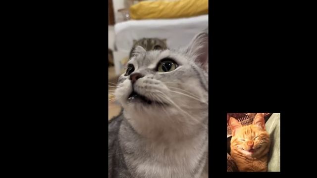 Смешные забавные животные 😺