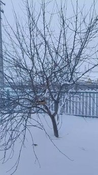 а вот вам и вьюга