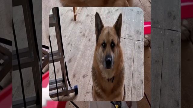 1000042486.mp4 (Собака наблюдает за лайфхаками при строительстве дома А-фрейм)