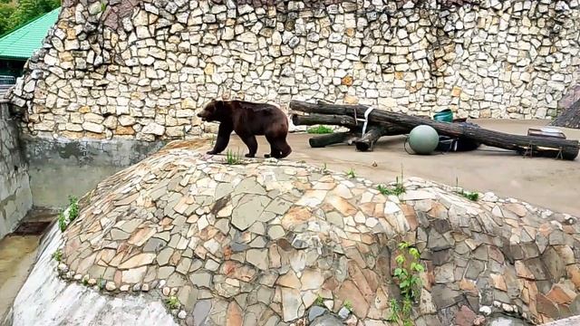 Бурый медведь /Московский зоопарк ( лето 2025)
