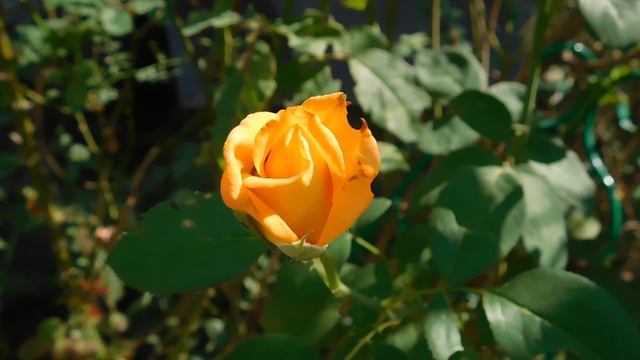 ВИДЕО ПВН ББ (919)