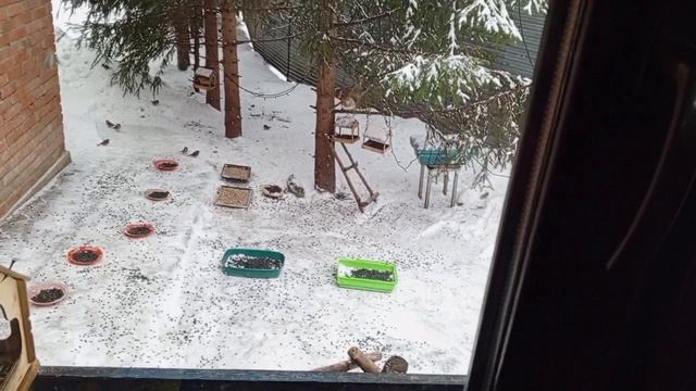 теплый день с белками.Карта на корм зверятам 2202 2062 6013 7323