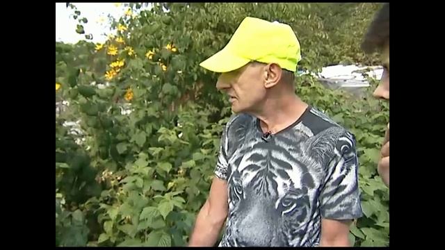 Уход за малиной. 3 минуты о загородной жизни с Сергеем Богатским