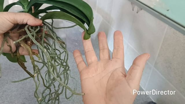 Орхидея Violet Queen. Пересадка🌿