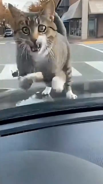 Кошка набросилась на водителя который бибикал на котят
