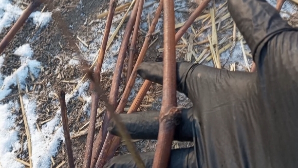 Обрезала виноград. Что на черенки, а что-то на костёр. Утеплила выгул курочкам, теперь плюс.