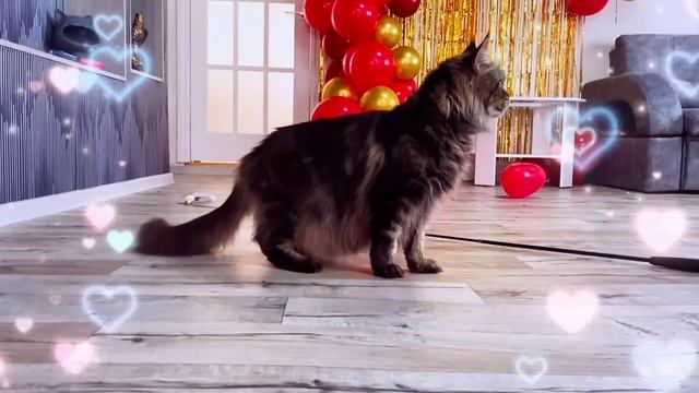 Котята питомник кошек ЧАРИТОН КУН