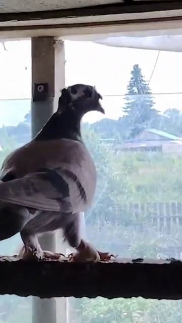 голуби красота покупайте