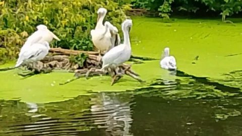 МОСКОВСКИЙ ЗООПАРК ❤️01.07.2025 совсем не летняя погода (:дождик ,ветер +12 градусов )