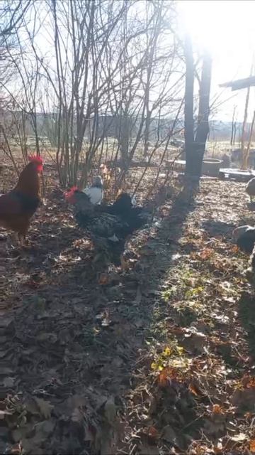 Первый мороз ночью 13 декабря